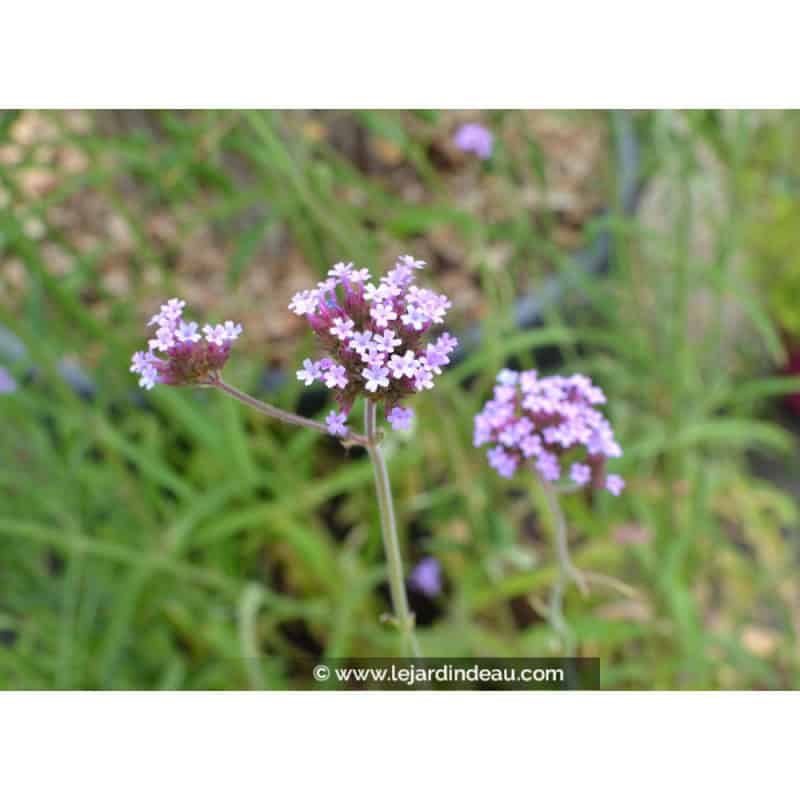 VERBENA bonariensis VERBENA bonariensis