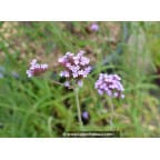 VERBENA bonariensis VERBENA bonariensis