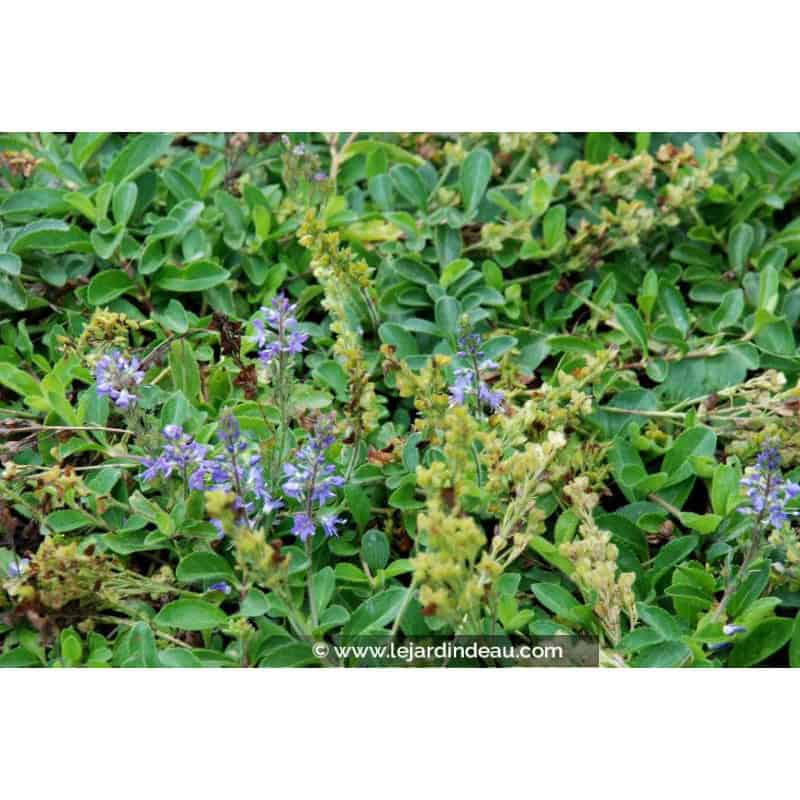 VERONICA officinalis VERONICA officinalis