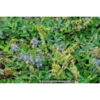 VERONICA officinalis VERONICA officinalis