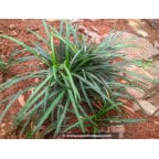 CAREX laxiculmis CAREX laxiculmis