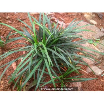 CAREX laxiculmis - Laîche / graminée