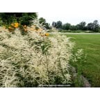 ARUNCUS dioicus 'Kneiffii' ARUNCUS dioicus 'Kneiffii'