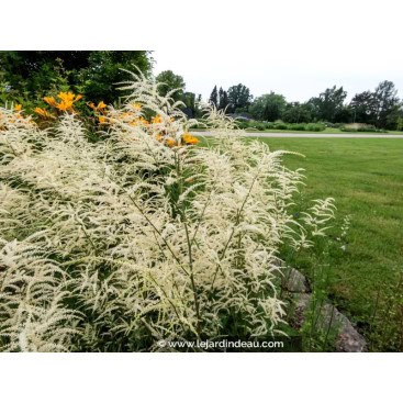 ARUNCUS dioicus \'Kneiffii\' - Barbe de bouc \'Kneiffii\'