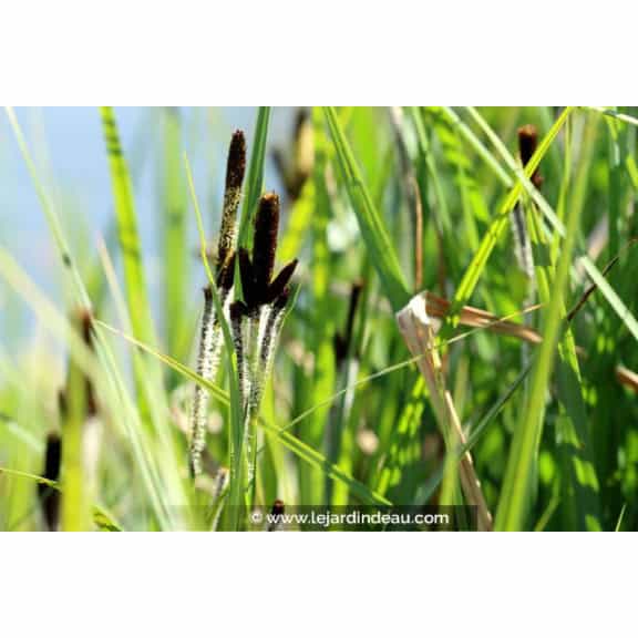 CAREX riparia