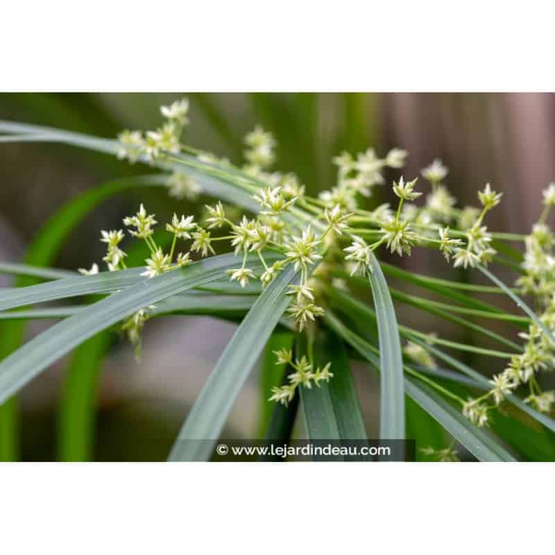 CYPERUS albostriatus CYPERUS albostriatus