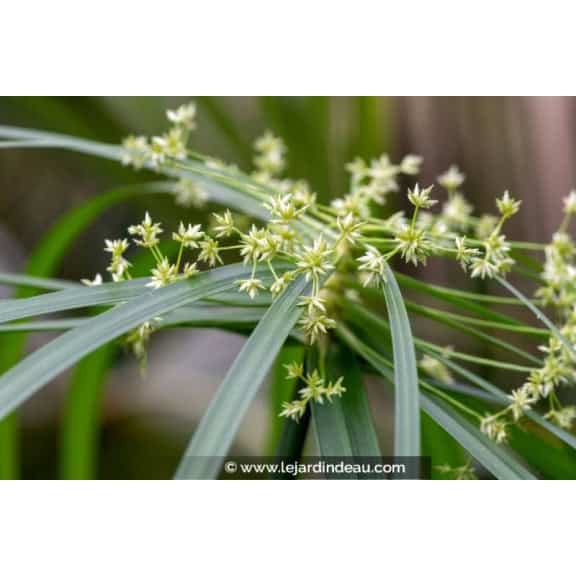 CYPERUS albostriatus