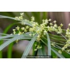 CYPERUS albostriatus CYPERUS albostriatus