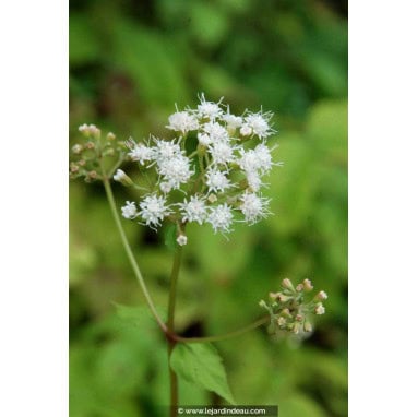EUPATORIUM rugosum - Eupatoire rugueuse