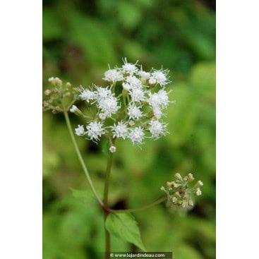 EUPATORIUM rugosum - Eupatoire rugueuse