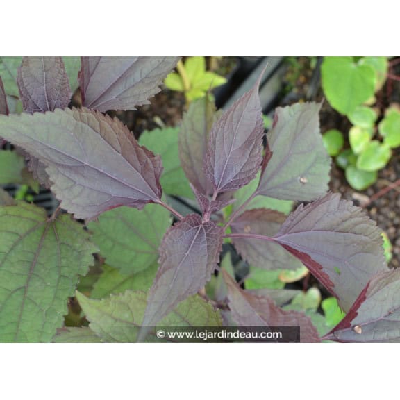EUPATORIUM rugosum 'Chocolate'