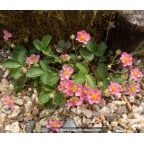 FRAGARIA 'Pink Panda' FRAGARIA 'Pink Panda'
