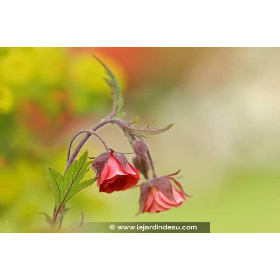 GEUM rivale