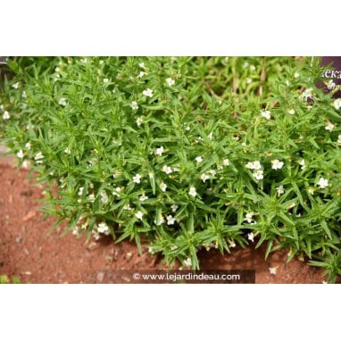 GRATIOLA officinalis - Herbe au pauvre homme, Séné des prés