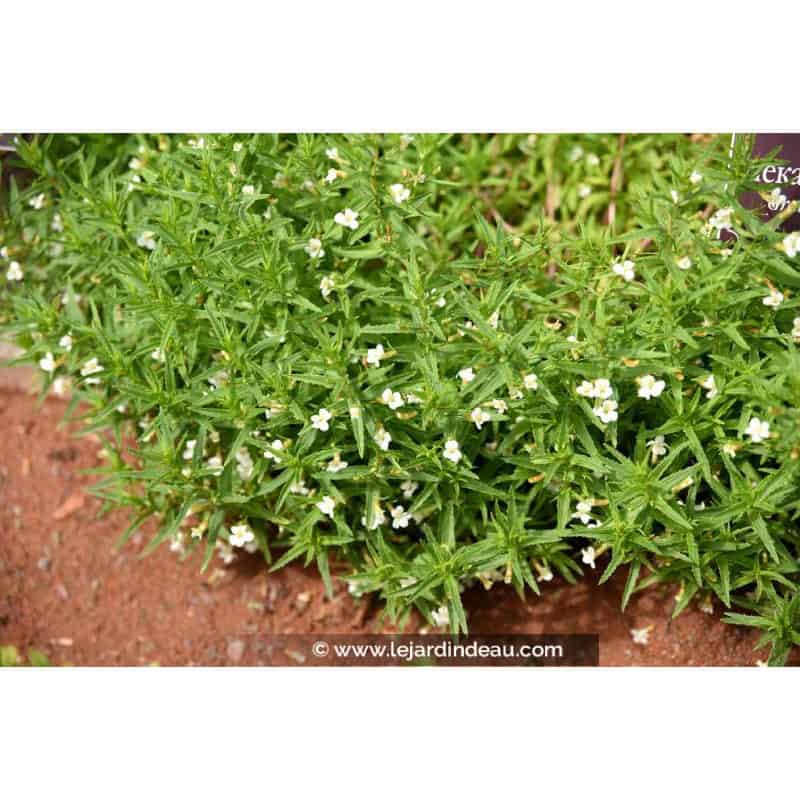 GRATIOLA officinalis GRATIOLA officinalis