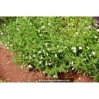 GRATIOLA officinalis GRATIOLA officinalis