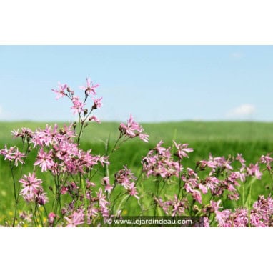 LYCHNIS flos-cuculi - Fleur de coucou / Ragged Robin