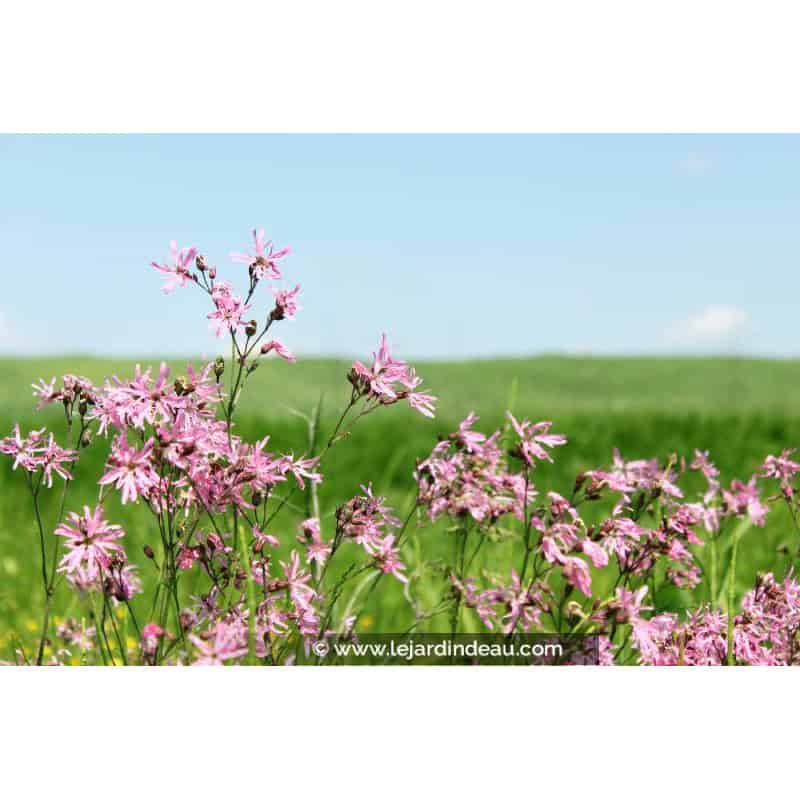 LYCHNIS flos-cuculi LYCHNIS flos-cuculi