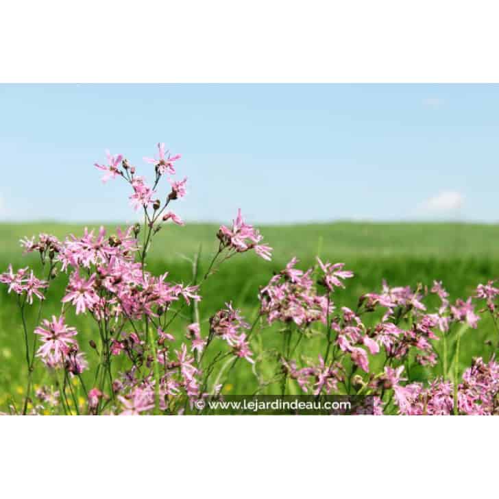 LYCHNIS flos-cuculi