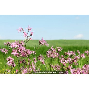 LYCHNIS flos-cuculi - Fleur de coucou / Ragged Robin
