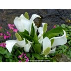 LYSICHITON camtschatcensis LYSICHITON camtschatcensis