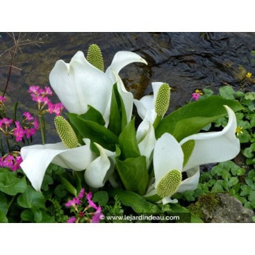 LYSICHITON camtschatcensis - Arum bananier blanc