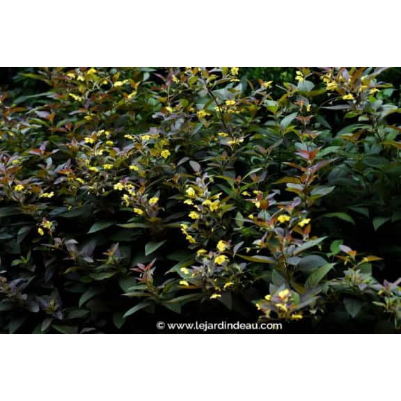 LYSIMACHIA ciliata 'Firecracker'