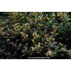 LYSIMACHIA ciliata 'Firecracker' LYSIMACHIA ciliata 'Firecracker'