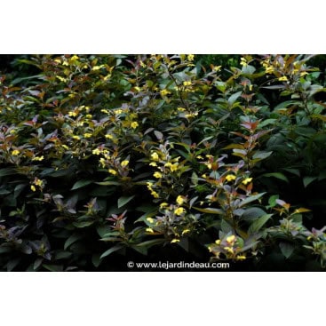 LYSIMACHIA ciliata \'Firecracker\' - Lysimaque ciliée \'Firecracker\'