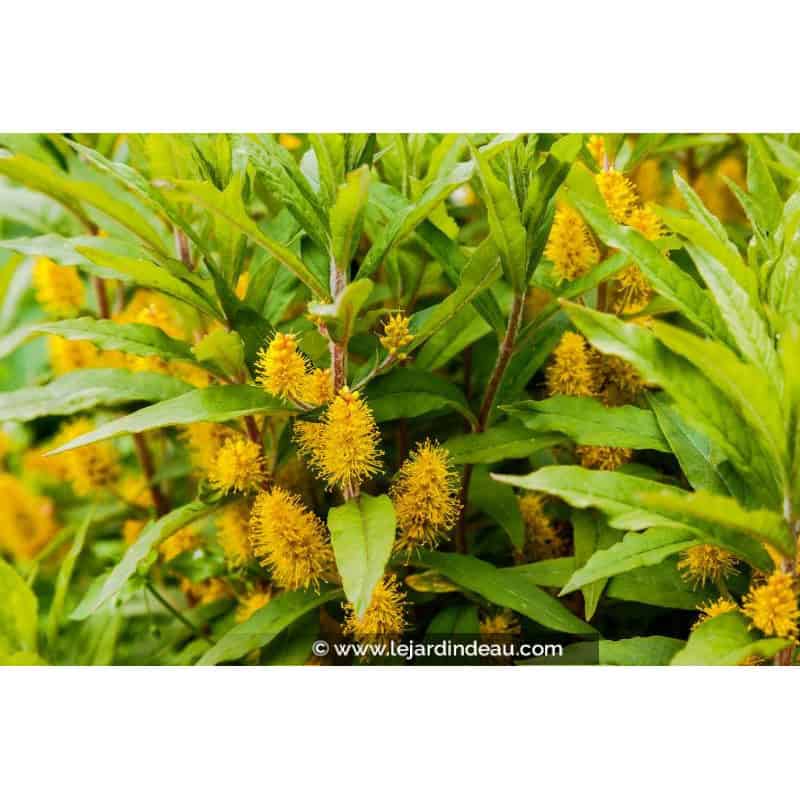 LYSIMACHIA thyrsiflora LYSIMACHIA thyrsiflora