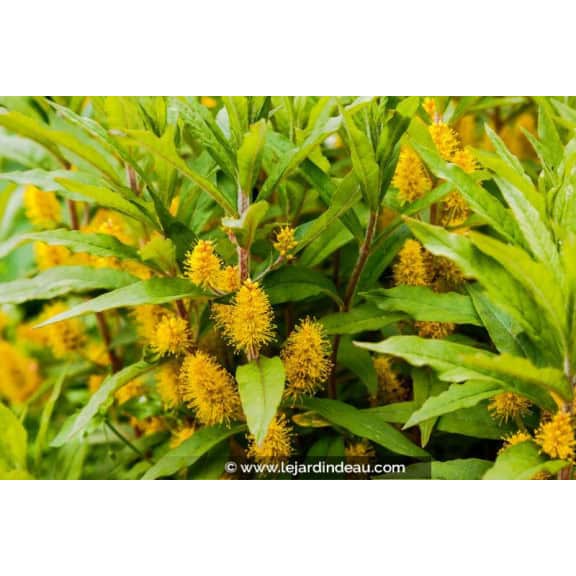 LYSIMACHIA thyrsiflora