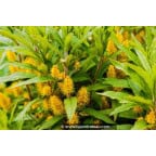LYSIMACHIA thyrsiflora LYSIMACHIA thyrsiflora
