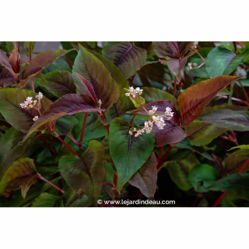 PERSICARIA microcephala 'Red Dragon' PERSICARIA microcephala 'Red Dragon'