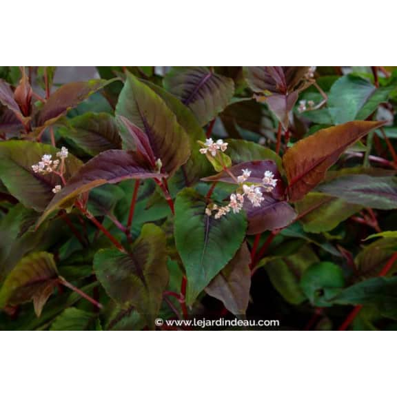 PERSICARIA microcephala 'Red Dragon'