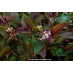 PERSICARIA microcephala 'Red Dragon' PERSICARIA microcephala 'Red Dragon'
