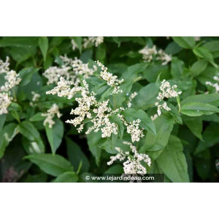 PERSICARIA polymorpha
