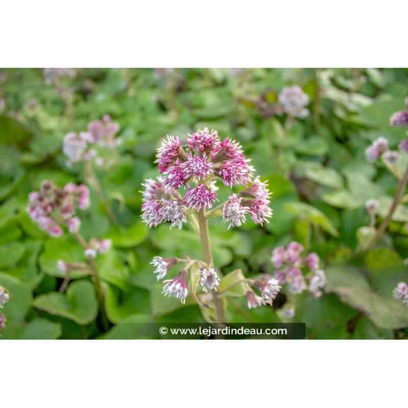 PETASITES fragrans PETASITES fragrans