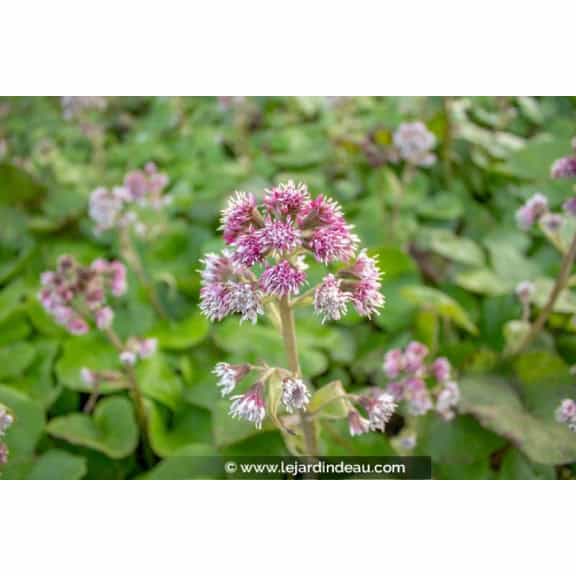 PETASITES fragrans