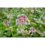 PETASITES fragrans PETASITES fragrans