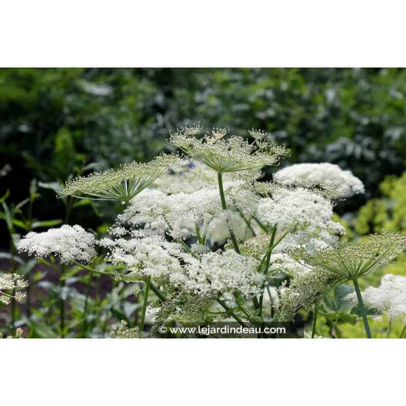 PEUCEDANUM ostruthium 'Daphnis' PEUCEDANUM ostruthium 'Daphnis'