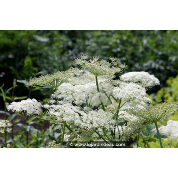 PEUCEDANUM ostruthium 'Daphnis'
