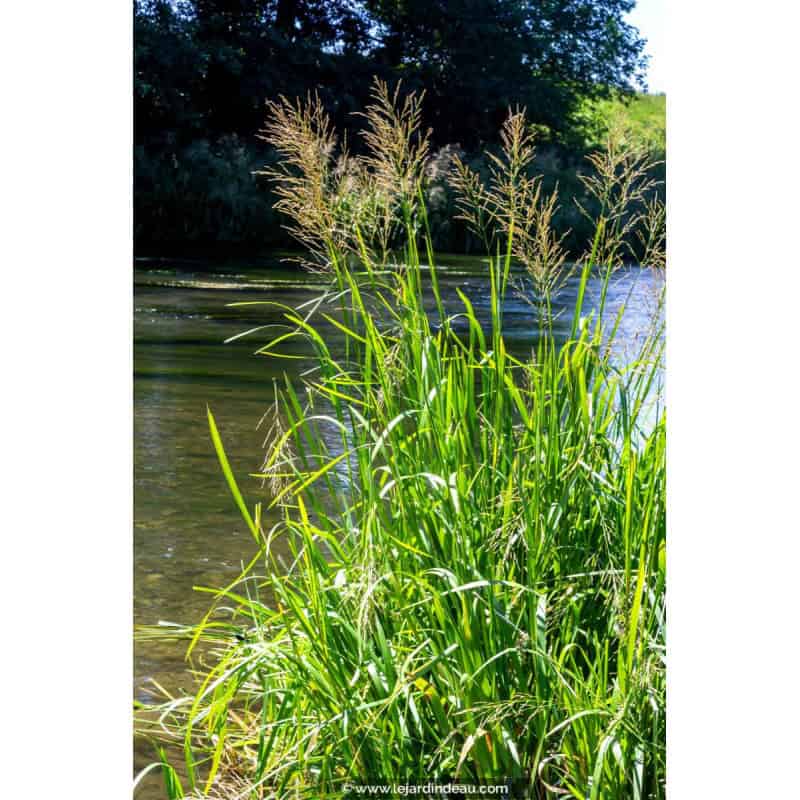 GLYCERIA maxima GLYCERIA maxima