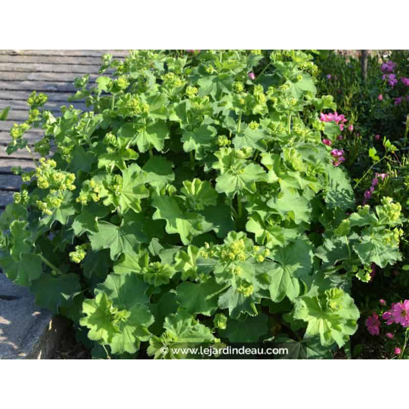ALCHEMILLA mollis ALCHEMILLA mollis