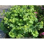 ALCHEMILLA mollis ALCHEMILLA mollis