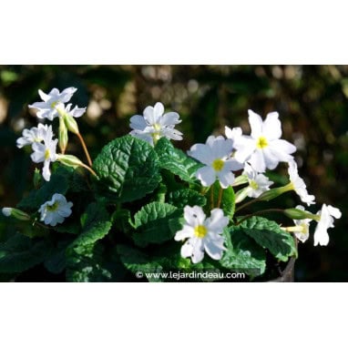 PRIMULA juliae \'Alba\' - Primevère