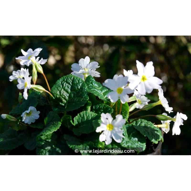 PRIMULA juliae 'Alba' PRIMULA juliae 'Alba'