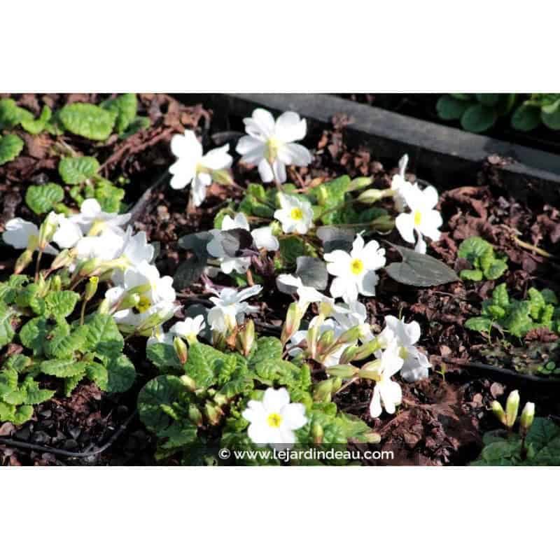 PRIMULA juliae 'Alba' PRIMULA juliae 'Alba'