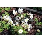 PRIMULA juliae 'Alba' PRIMULA juliae 'Alba'