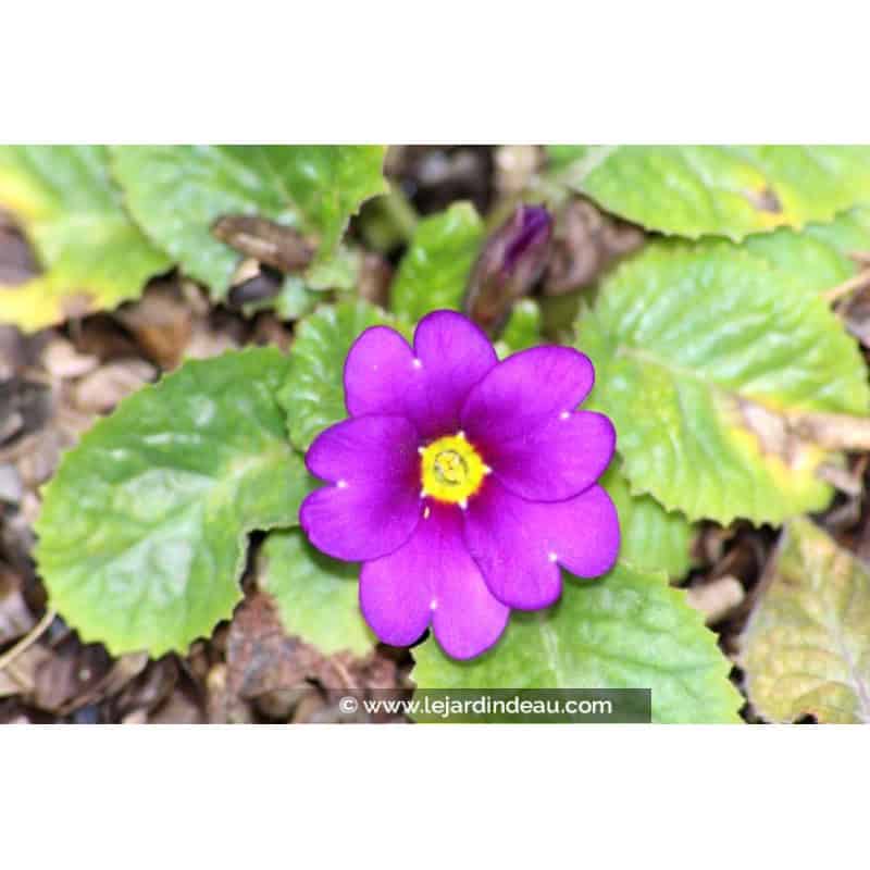 PRIMULA juliae 'Wanda' PRIMULA juliae 'Wanda'