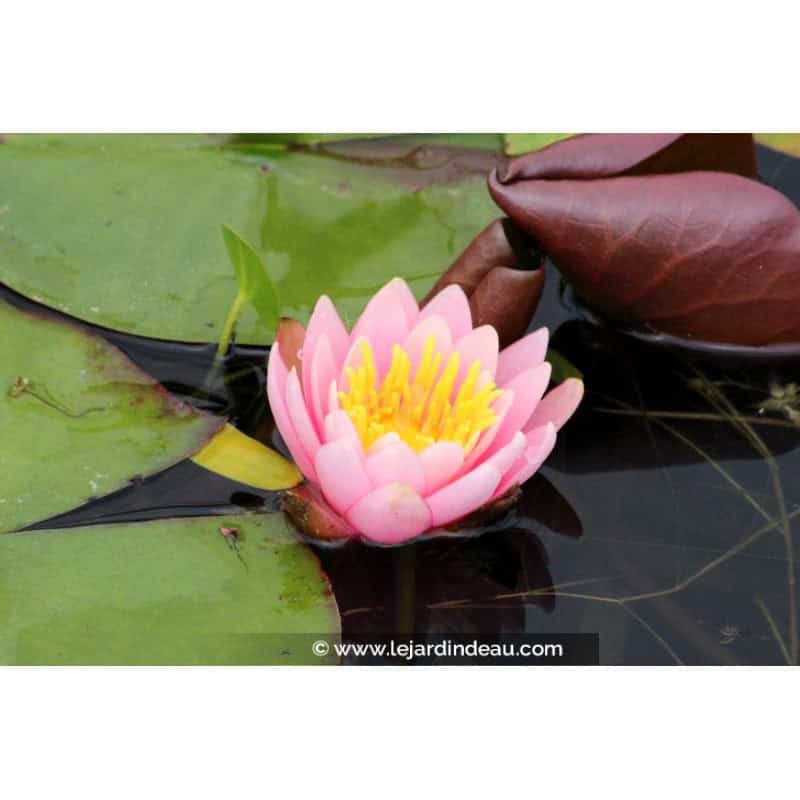NYMPHAEA 'Rose Arey' NYMPHAEA 'Rose Arey'